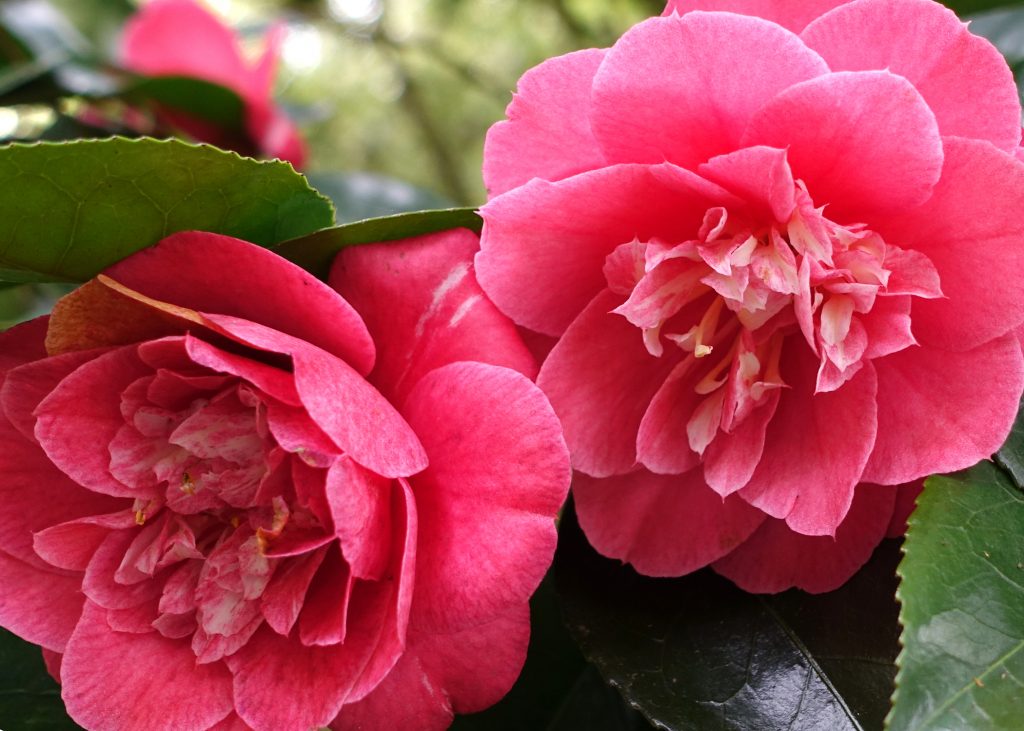 Outdoor Plant of the Month – Camellias - Aylett Nurseries