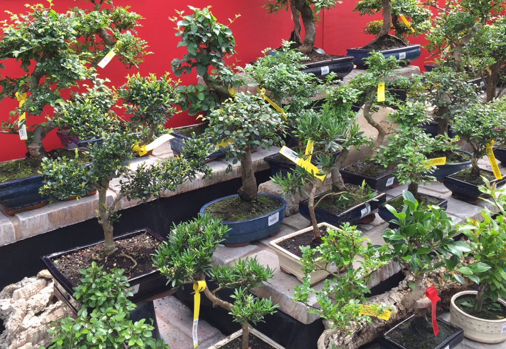 Indoor Bonsai Trees - Aylett Nurseries - Visit Ayletts Garden Centre