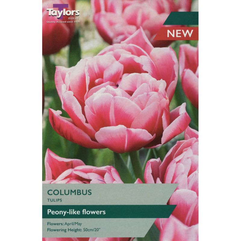 Taylors Bulbs Tulip Columbus - 8 Bulb Pack