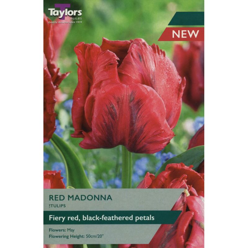 Taylors Bulbs Tulip Madonna - 6 Bulb Pack