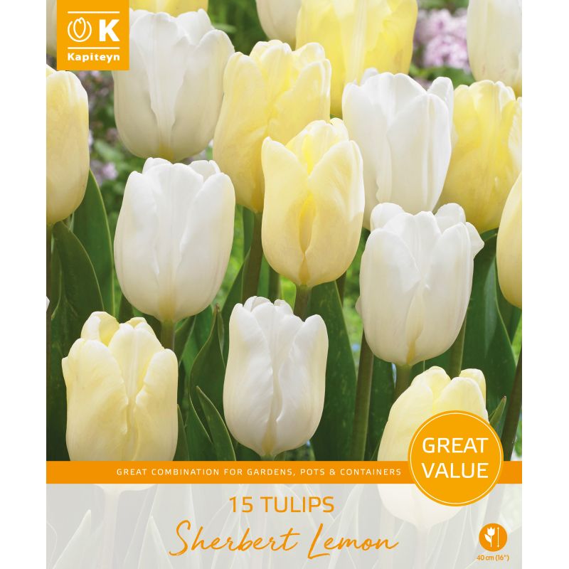 Kapiteyn Tulips Sherbert Lemon - 15 Bulb Pack