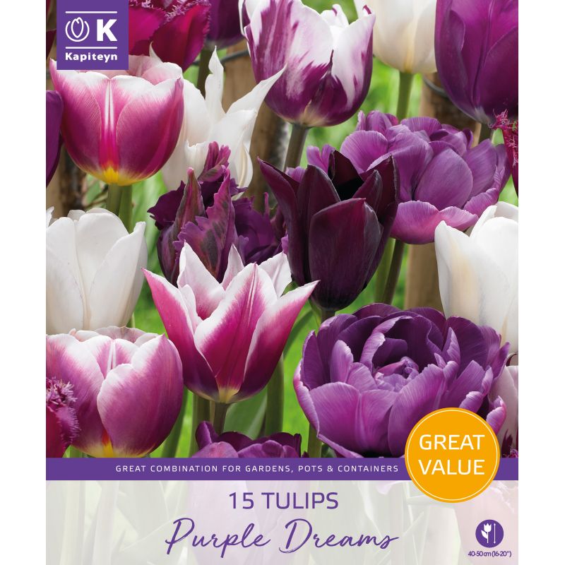 Kapiteyn Tulips Purple Dreams - 15 Bulb Pack