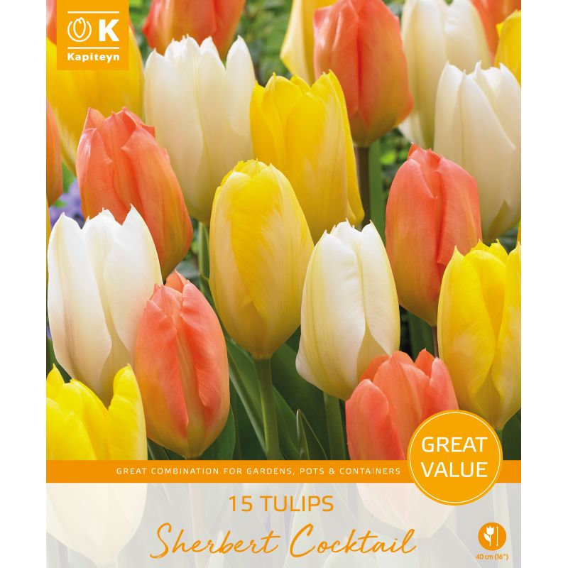 Kapiteyn Tulips Sherbert Cocktail 15 Bulb Pack