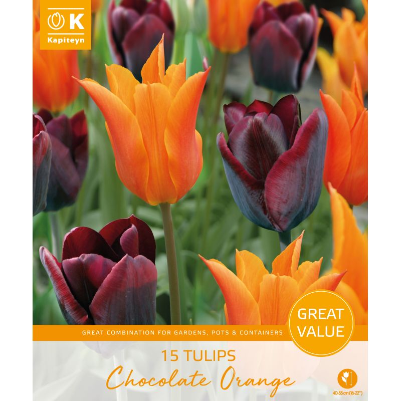 Kapiteyn Tulips Chocolate Orange - 15 Bulb Pack