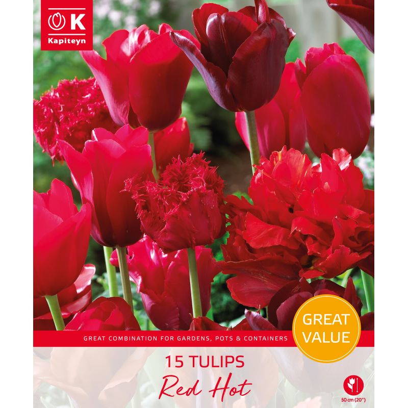 Kapiteyn Tulips Red Hot - 15 Bulb Pack