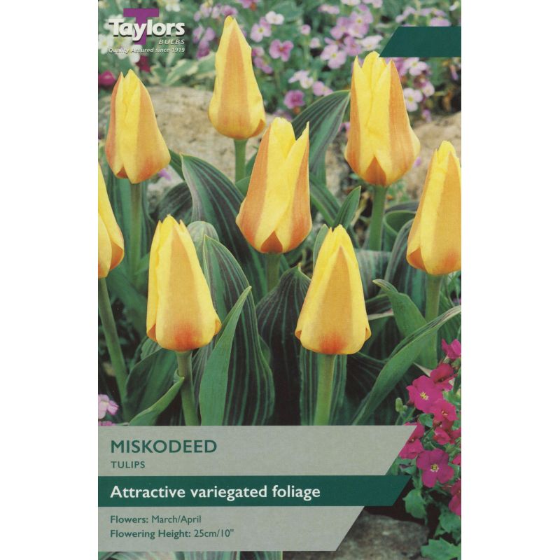 Taylors Bulbs Tulip Miskodeed - 9 Bulb Pack