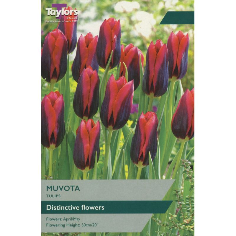 Taylors Bulbs Tulip Muvota - 6 Bulb Pack