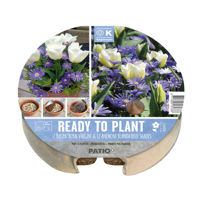 Kapiteyn Tulip & Anemone Tray - Ready to Plant