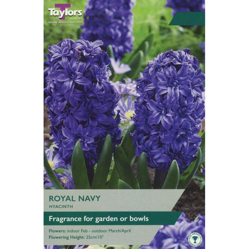 Taylors Bulbs Hyacinth Royal Navy - 3 Bulb Pack