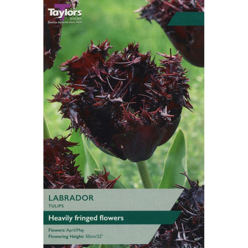 Taylors Bulbs Tulip Labrador - 6 Bulb Pack