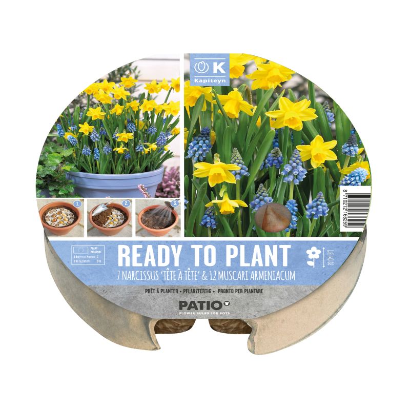 Kapiteyn Narcissus & Muscari Tray - Ready to Plant