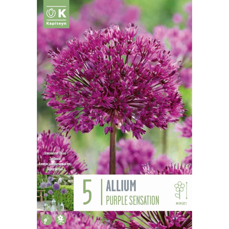 Kapiteyn Bulbs Allium Purple Sensation - 5 Bulb Pack