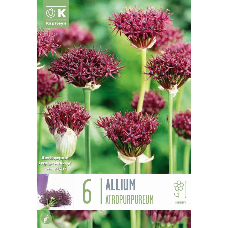 Kapiteyn Bulbs Allium Atropurpureum - 6 Bulb Pack