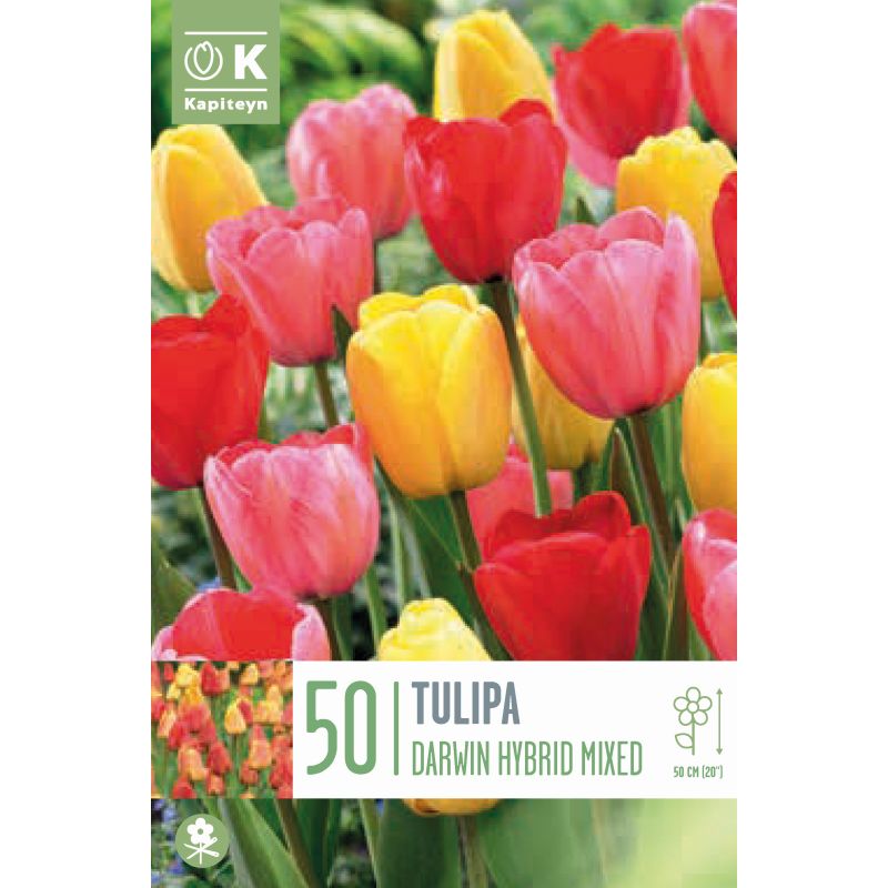 Kapiteyn Bulbs Tulipa Darwin Hybrid Mixed - 50 Bulb Pack