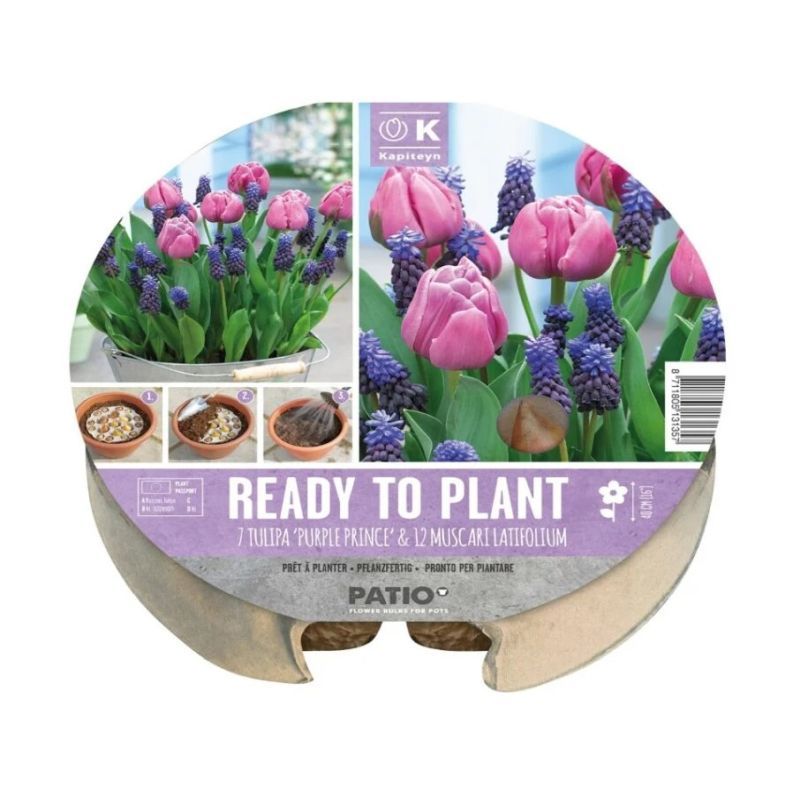 Kapiteyn Tulip & Muscari Tray - Ready to Plant