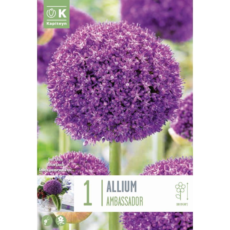 Kapiteyn Bulbs Allium Ambassador - 1 Bulb Pack