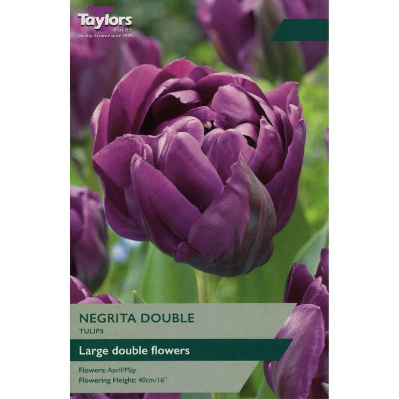 Taylors Bulbs Tulip Negrita Double - 7 Bulb Pack