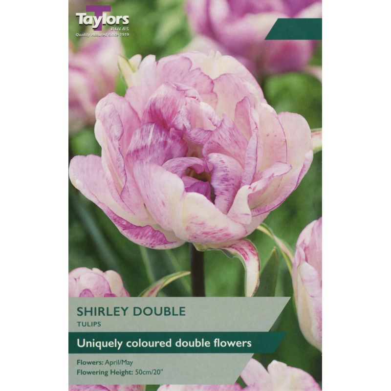 Taylors Bulbs Tulip Shirley Double - 6 Bulb Pack