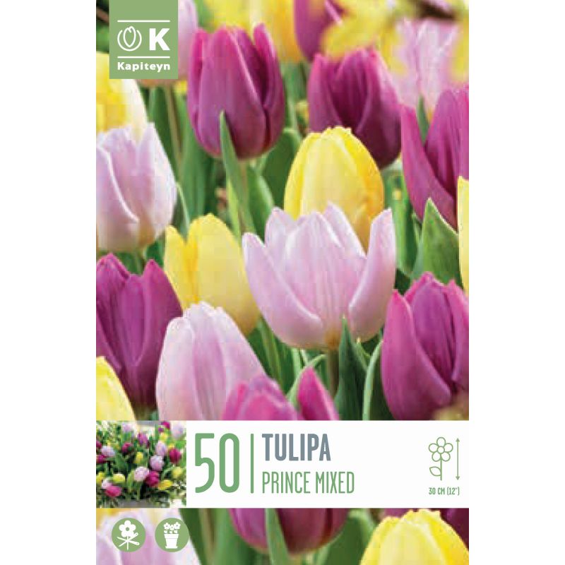 Kapiteyn Bulbs Tulipa Prince Mixed - 50 Bulb Pack