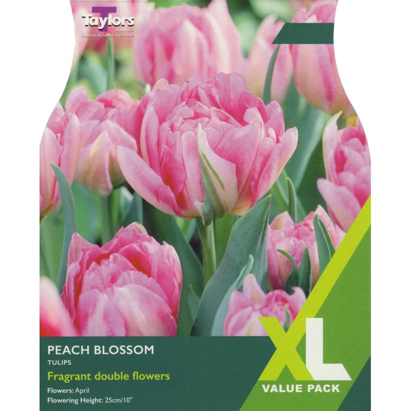 Taylors Bulbs Tulip Peach Blossom - 15 Bulb Pack