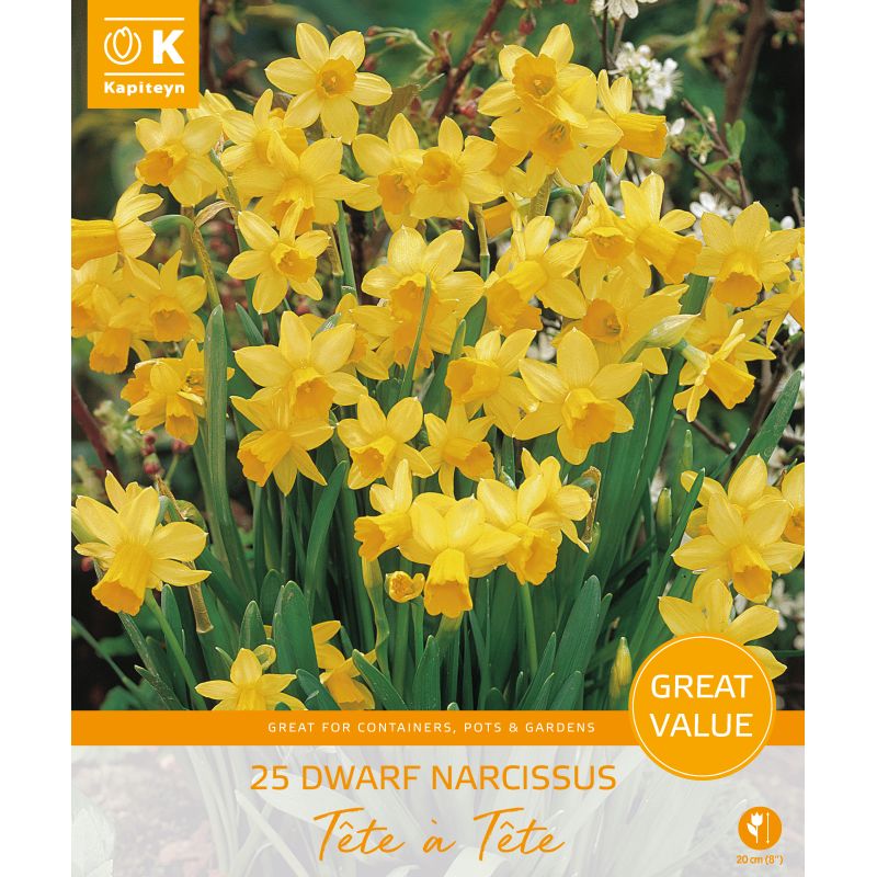 Kapiteyn Dwarf Narcissi Tete-a-Tete - 25 Bulb Pack