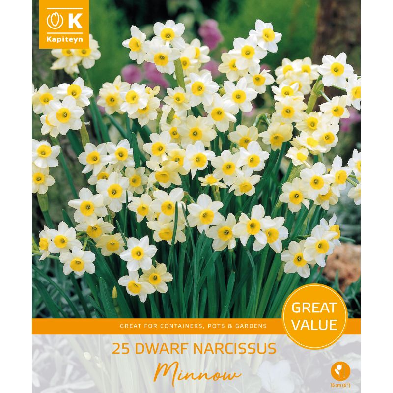 Kapiteyn Narcissi Dwarf Minnow - 25 Bulb Pack