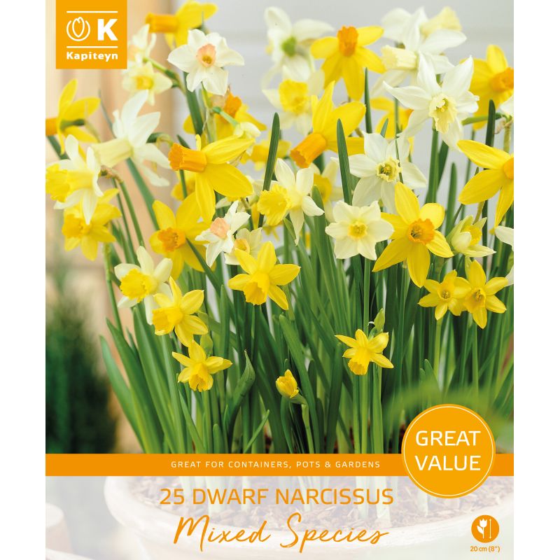 Kapiteyn Dwarf Narcissi Mixed Species - 25 Bulb Pack