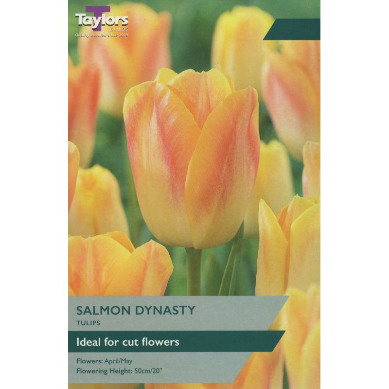 Taylors Bulbs Tulip Salmon Dynasty - 7 Bulb Pack