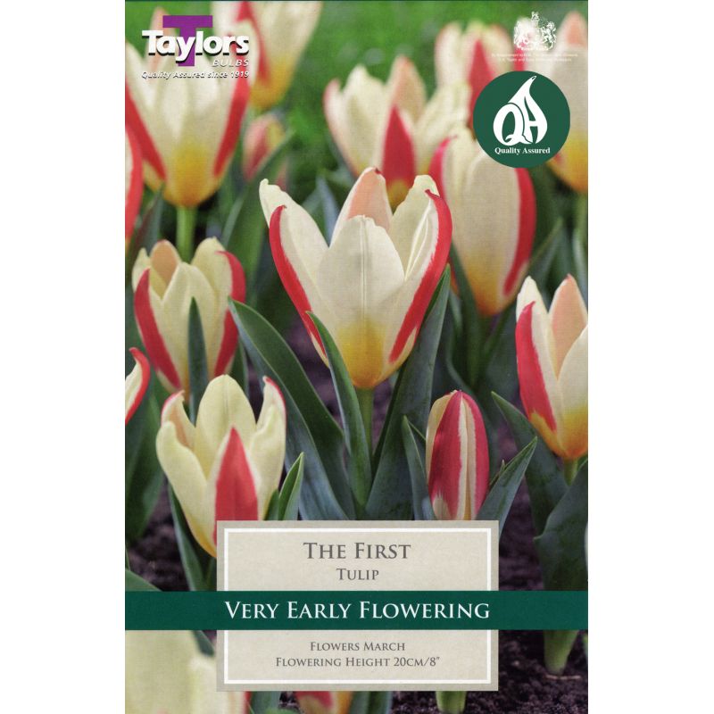 Taylors Bulbs Tulip The First - 9 Bulb Pack