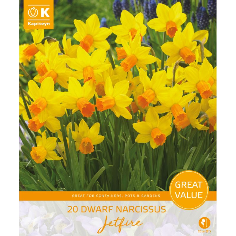 Kapiteyn Dwarf Narcissi Jetfire - 20 Bulb Pack