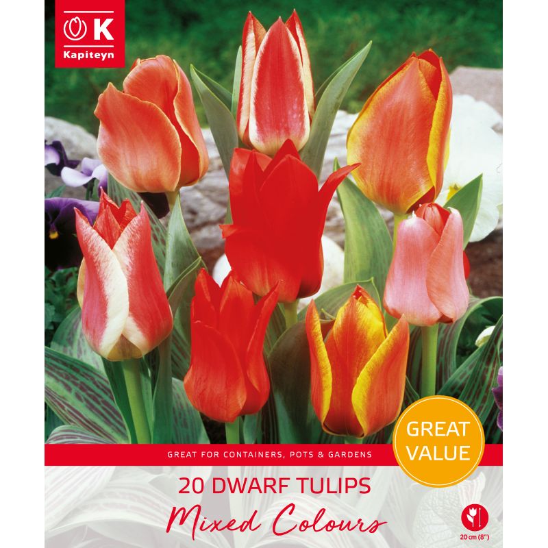 Kapiteyn Dwarf Tulips Mixed Colours - 20 Bulb Pack