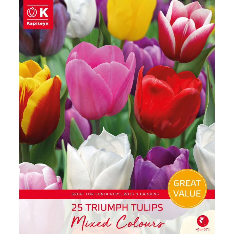 Kapiteyn Triumph Tulips Mixed Colours - 25 Bulb Pack