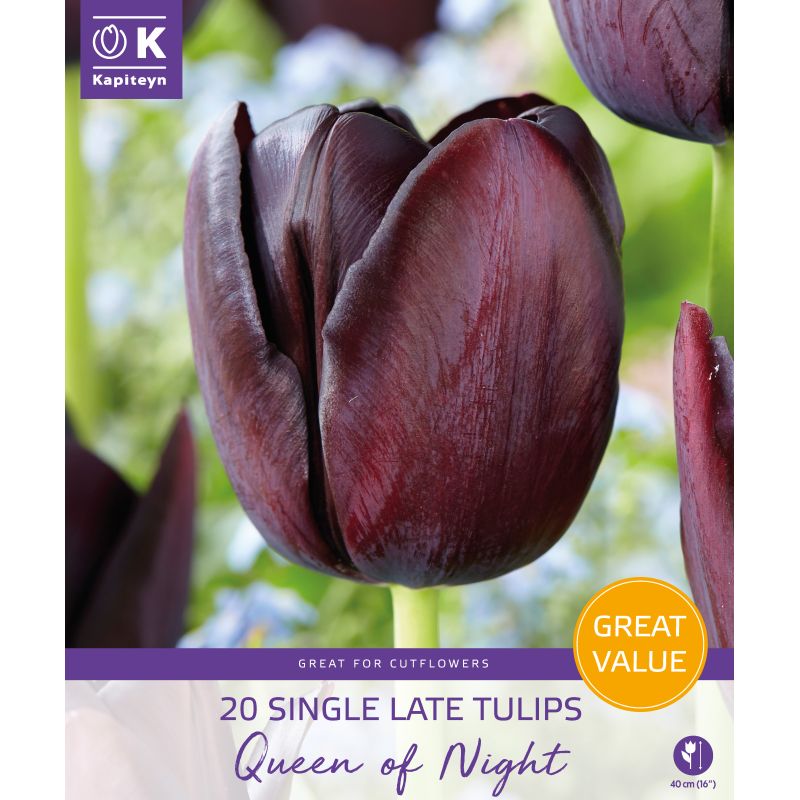 Kapiteyn Tulips Queen of Night - 20 Bulb Pack