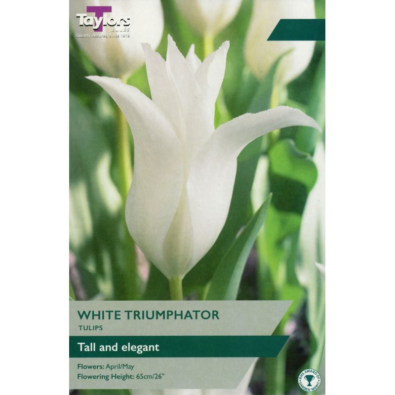 Taylors Bulbs Tulip White Triumphator - 6 Bulb Pack