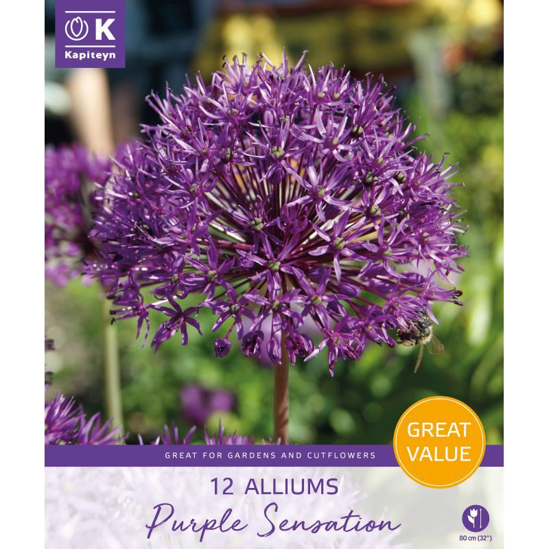 Kapiteyn Allium Purple Sensation - 12 Bulb Pack