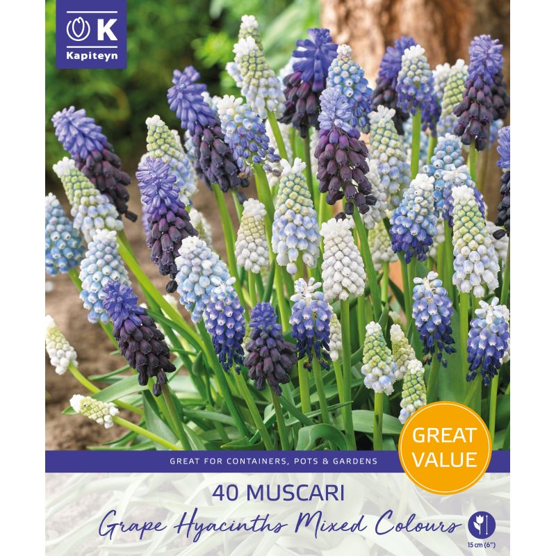 Kapiteyn Muscari Grape Hyacinth Mixed Colours - 40 Bulb Pack