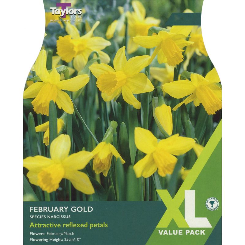 Taylors Bulbs Narcissus February Gold - 18 Bulb Pack