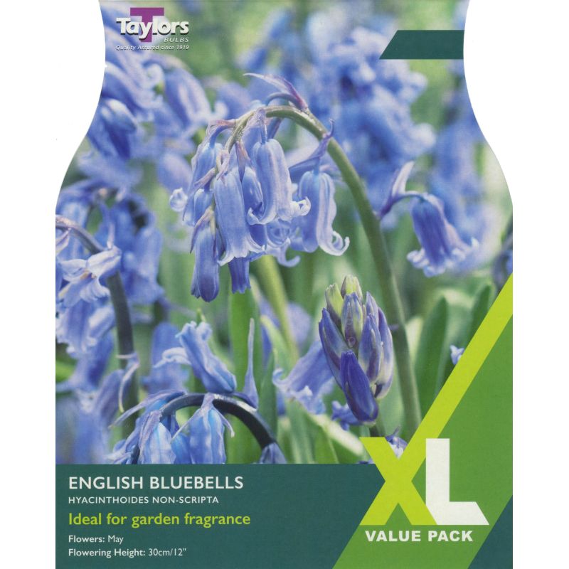 Taylors Bulbs English Bluebells - 10 Bulb Pack