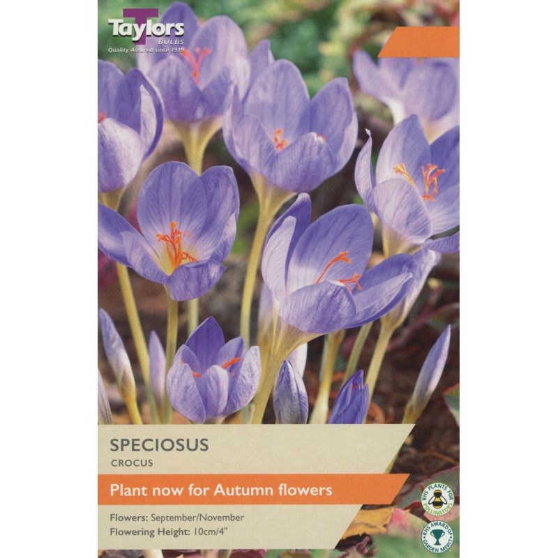 Taylors Bulbs Crocus Speciosus - 12 Bulb Pack