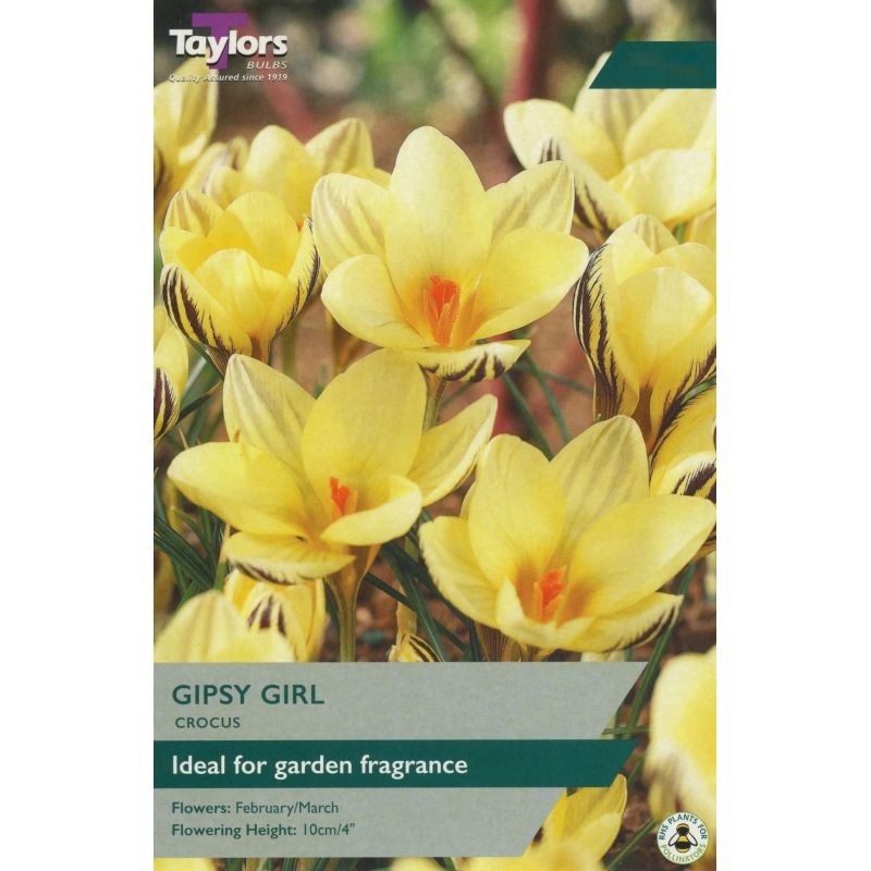 Taylors Bulbs Crocus Gipsy Girl - 10 Bulb Pack