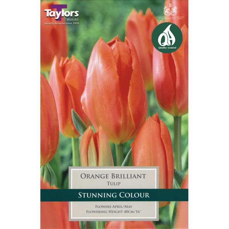 Taylors Bulbs Tulip Orange Brilliant - 9 Bulb Pack