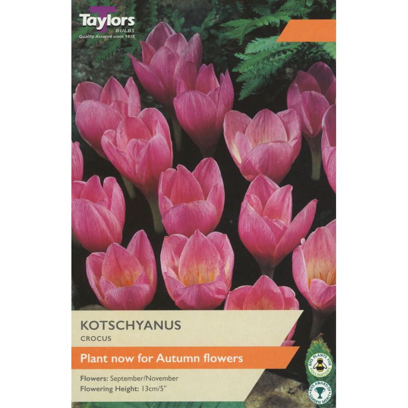 Taylors Bulbs Crocus Kotschyanus - 12 Bulb Pack