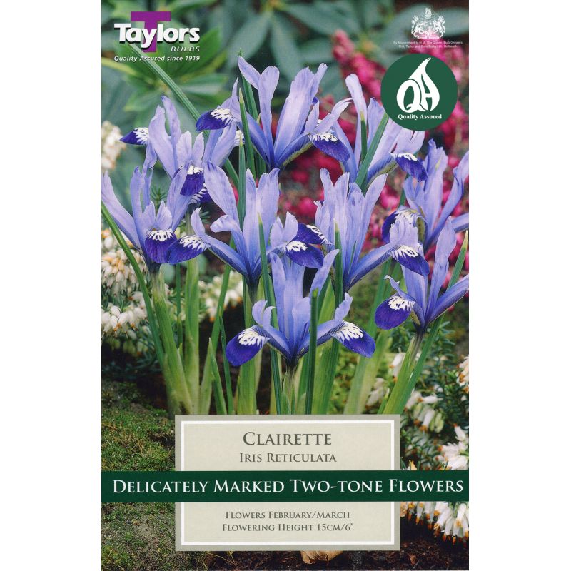 Taylors Bulbs Iris Reticlata Clairette - 10 Bulb Pack