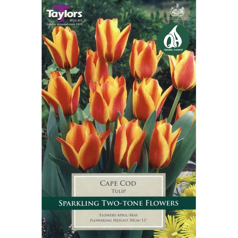 Taylors Bulbs Tulip Cape Cod - 8 Bulb Pack