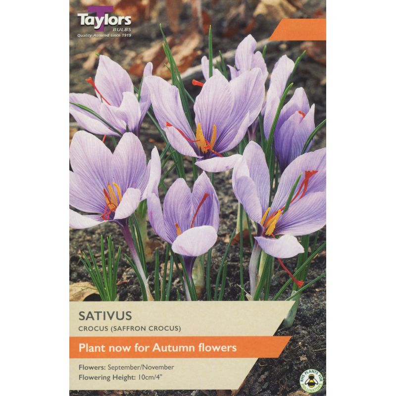 Taylors Bulbs Crocus Sativus (Saffron Crocus) - 12 Bulb Pack