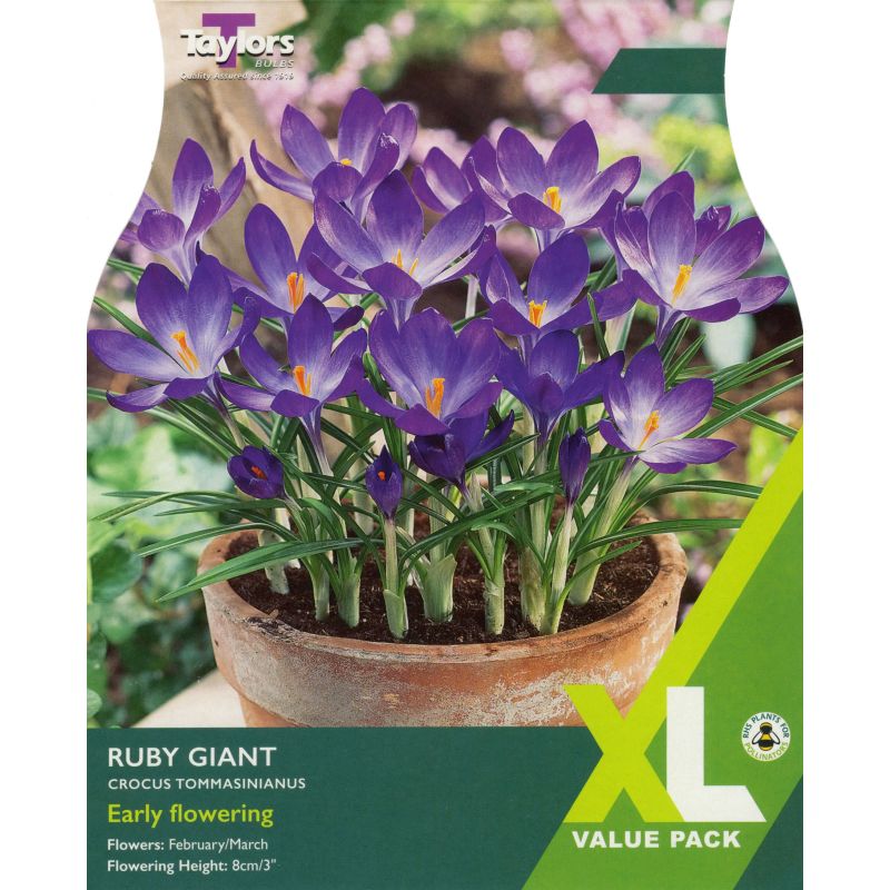 Taylors Bulbs Crocus Tommasinianus Ruby Giant - 40 Bulb Pack