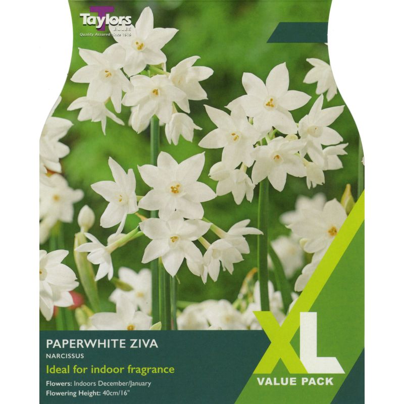 Taylors Bulbs Narcissus Paperwhite Ziva - 7 Bulb Pack