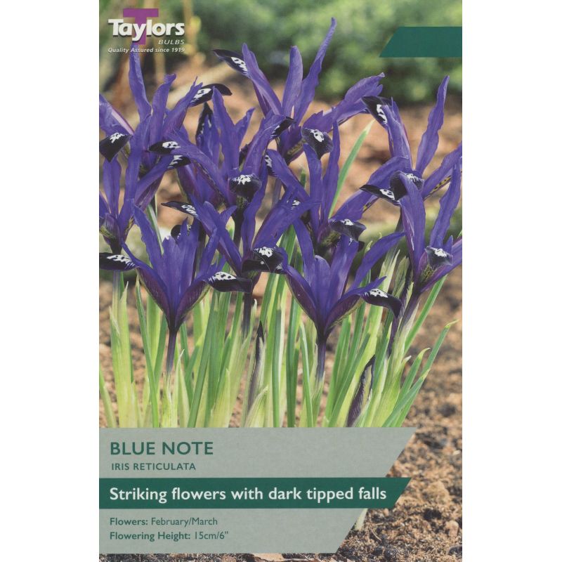 Taylors Bulbs Iris Reticulata Blue Note - 10 Bulb Pack