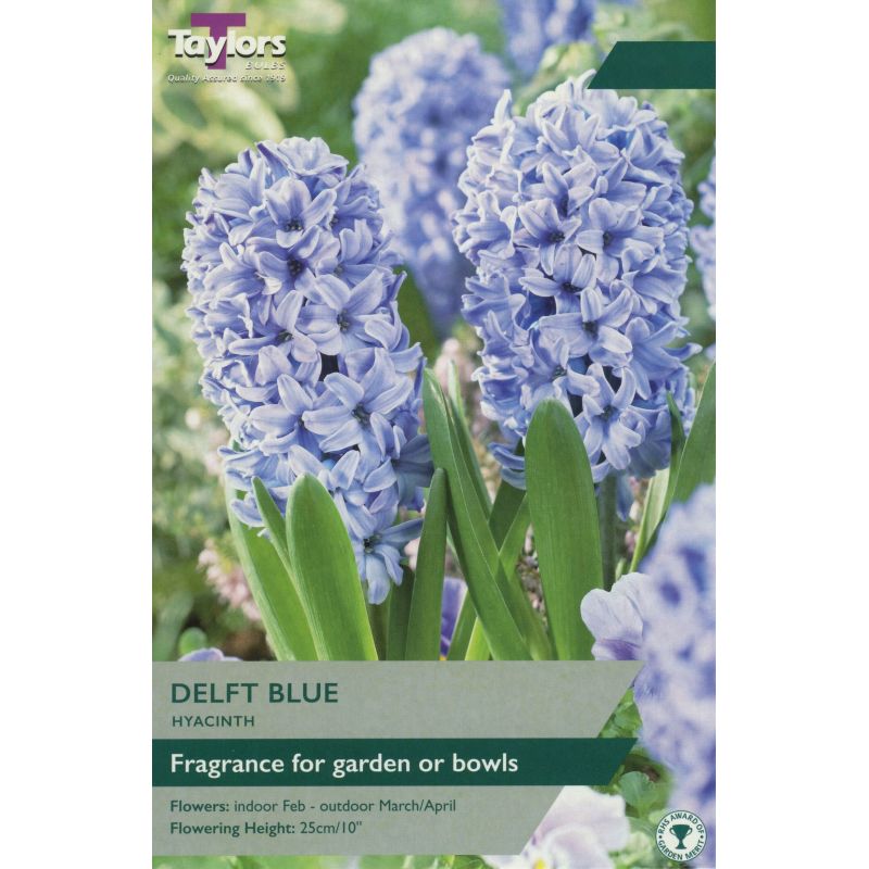 Taylors Bulbs Hyacinth Delft Blue - 5 Bulb Pack