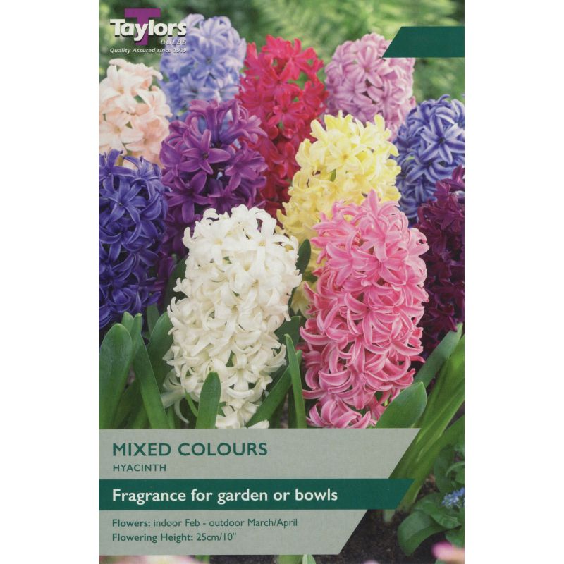 Taylors Bulbs Hyacinth Mixed Colours - 5 Bulb Pack